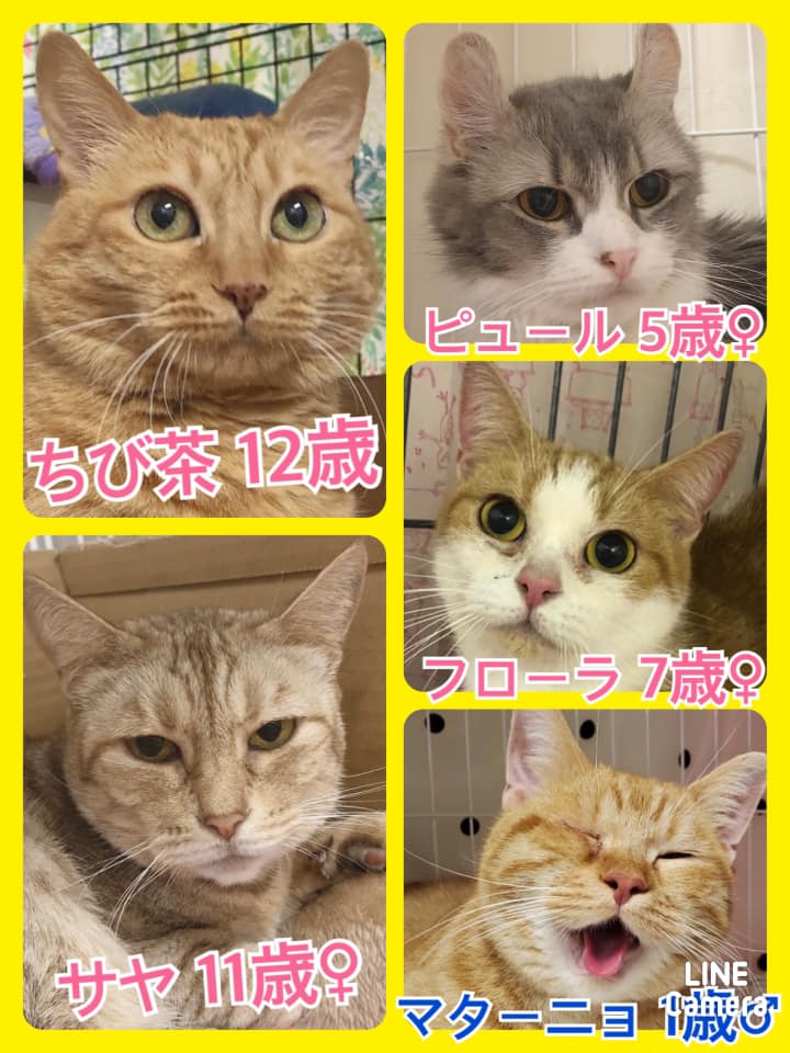 🐾今日の里親様募集中ニャンコ🐱メンバーです🐾2020,12,20